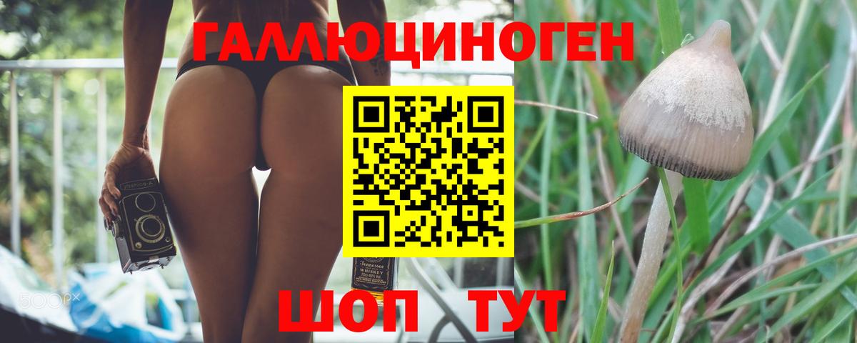 Псилоцибиновые грибы Psilocybe Боровичи